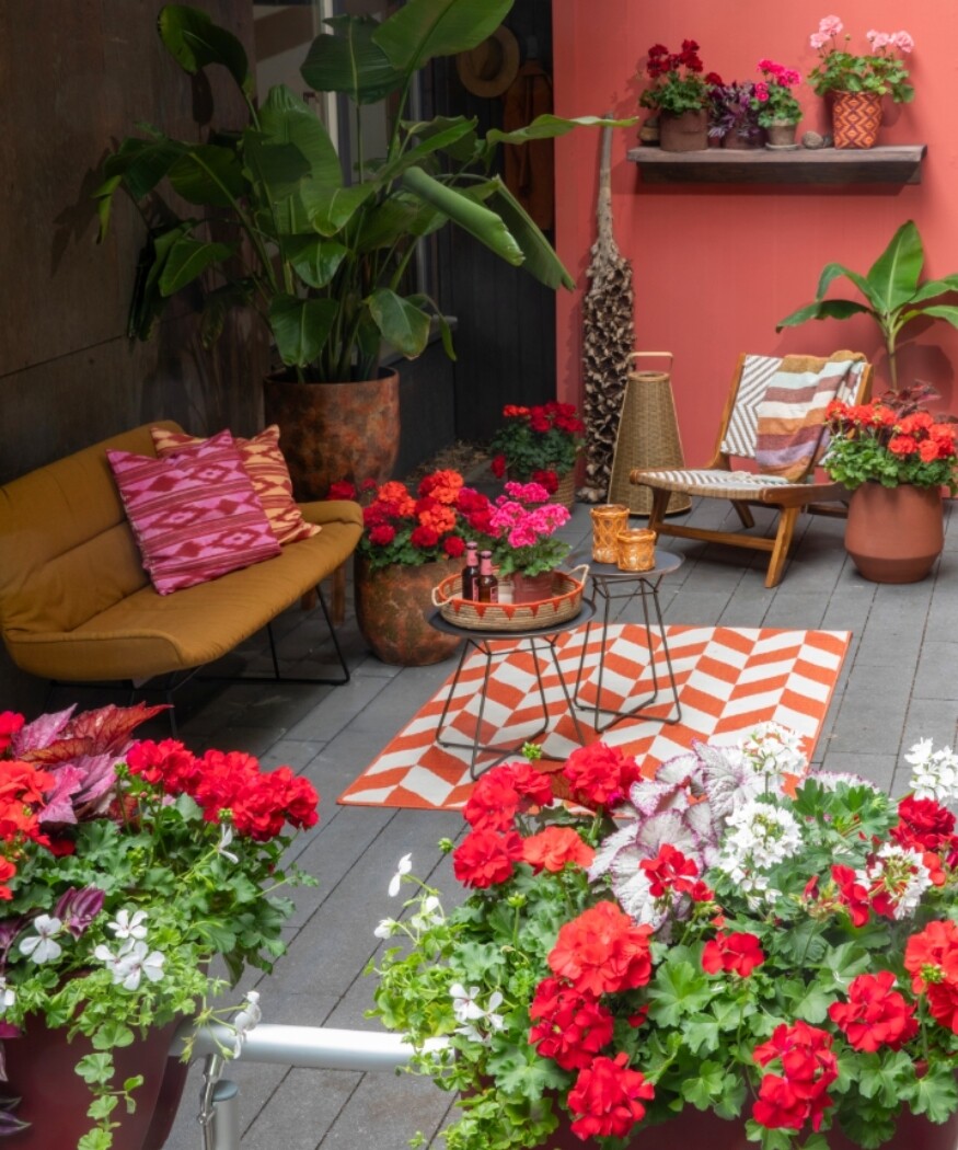 2025_Geraniums_5000_Joyful_Outdoor_Living_18_b330a.jpg