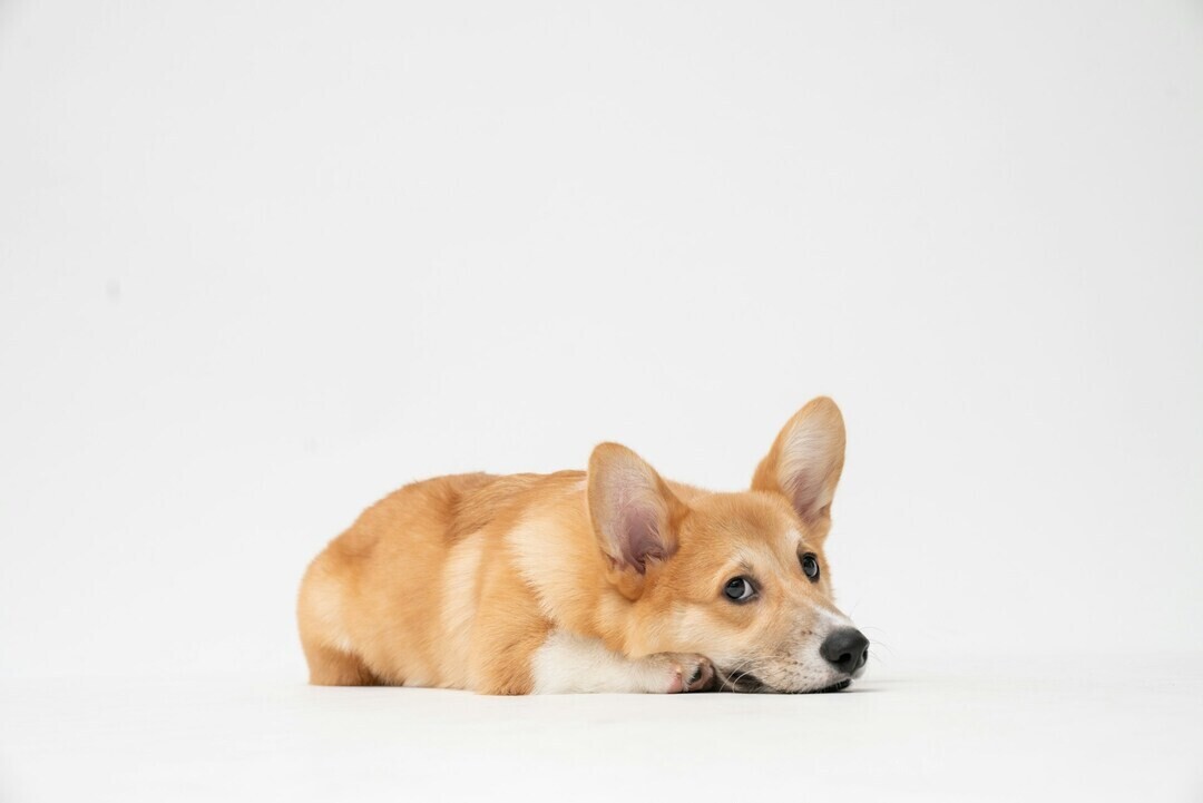 fatty corgi Zn5chZcnFRA unsplash 1 2fb4d