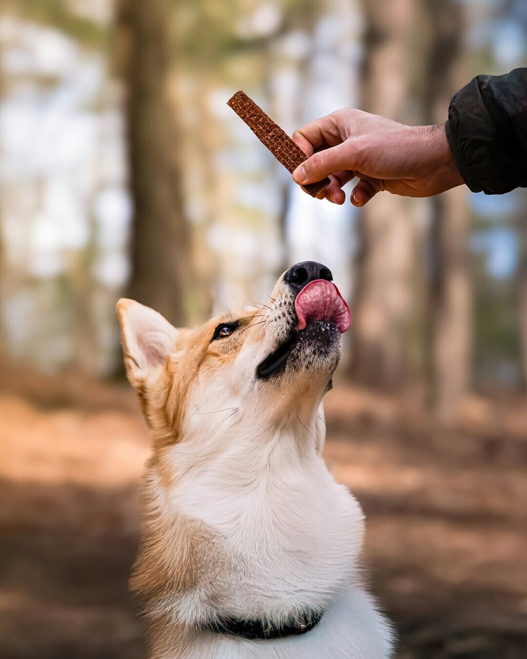 dogfluence com avoDhYsEX c unsplash 1 62ff5