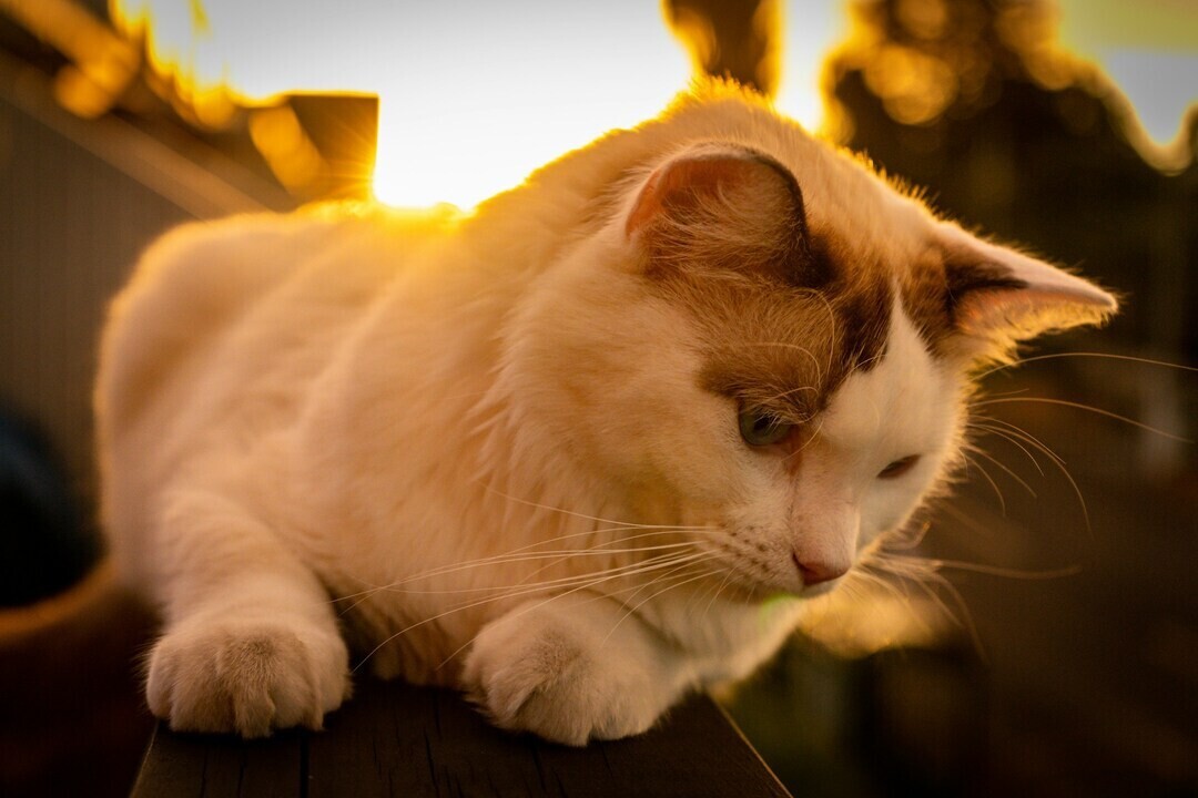 nikhil sharma cq8LMLrdmio unsplash 1 b4dff