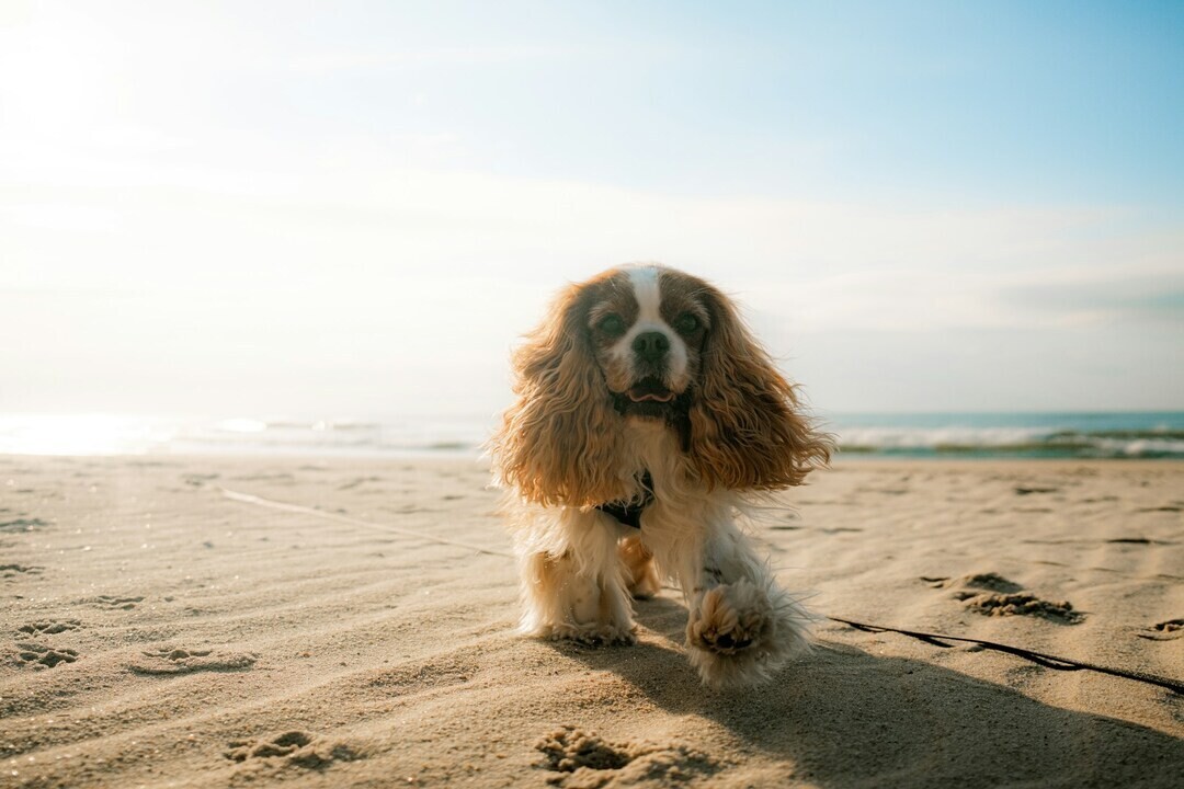 valentin lacoste ZIKa3NprTxA unsplash 1 56a47