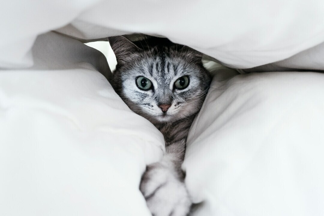 alex chernenko To28QYvt5q4 unsplash 1 f1d99