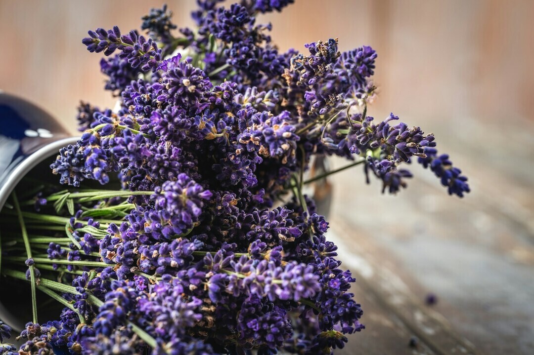 jana ohajdova xcCFOzLuBfo unsplash 1 fe10b