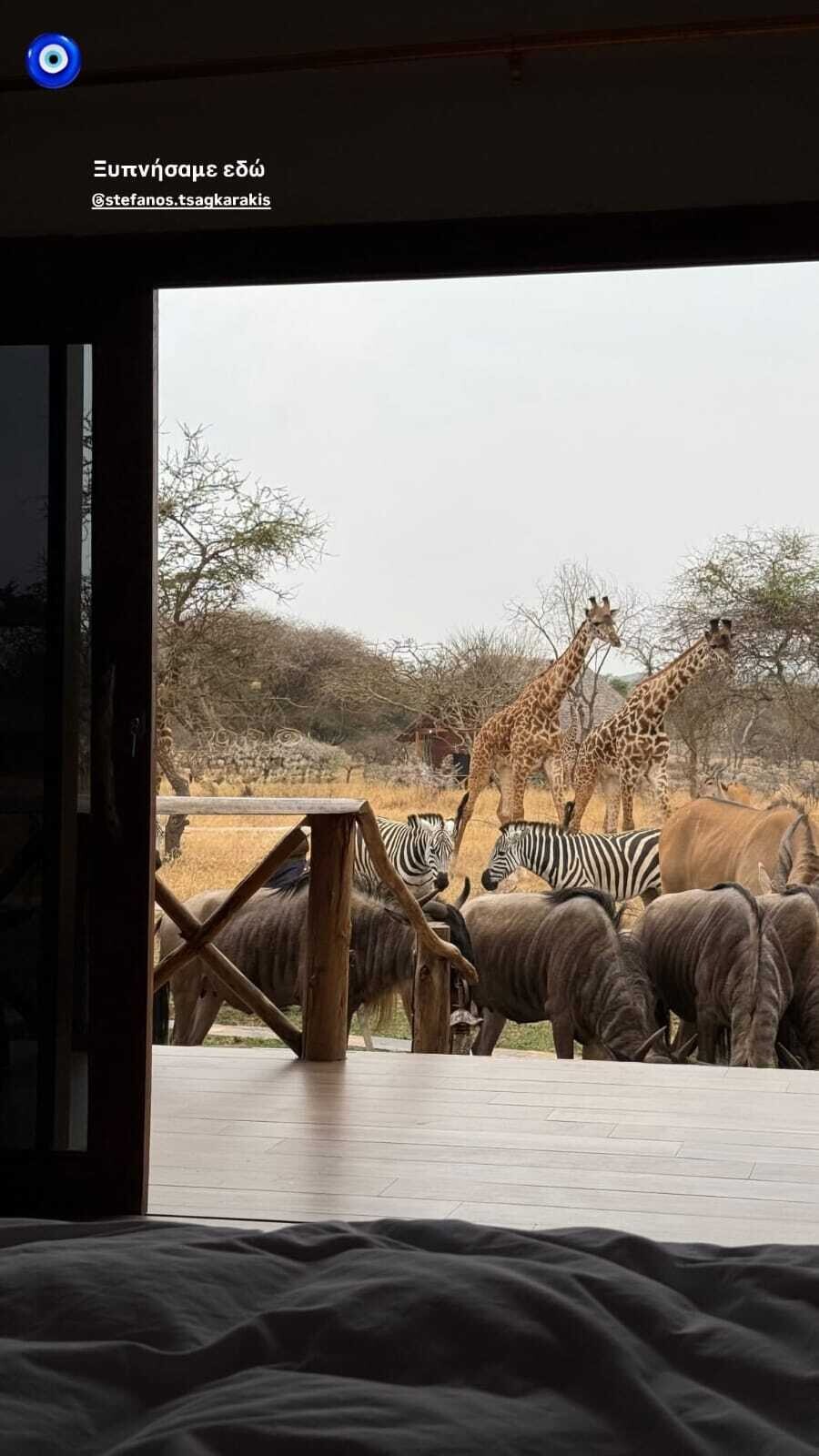 XARA_PAPPA_TSAGKARAKIS_AFRIKI_LIONTARIA_3_68462.jpeg