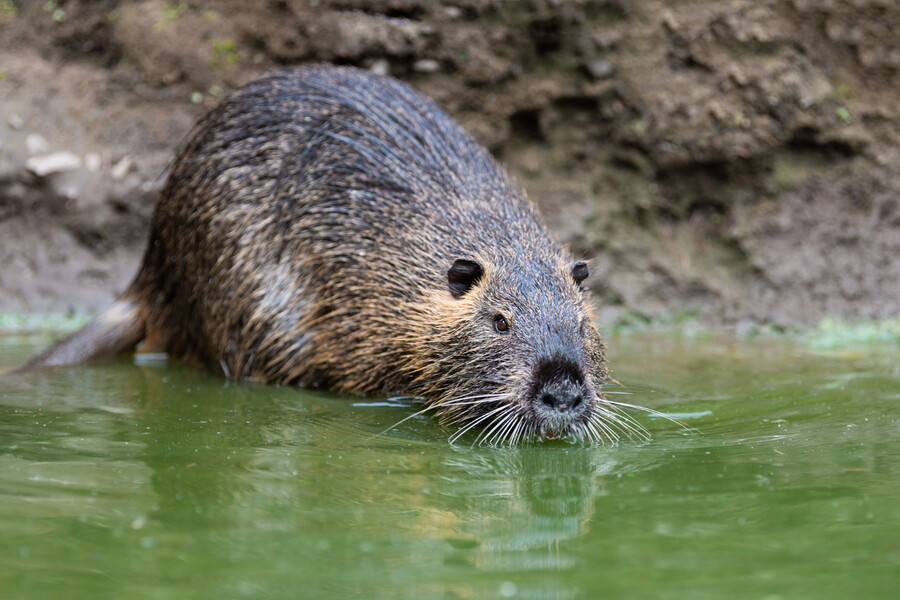 NUTRIA_f676b.jpg