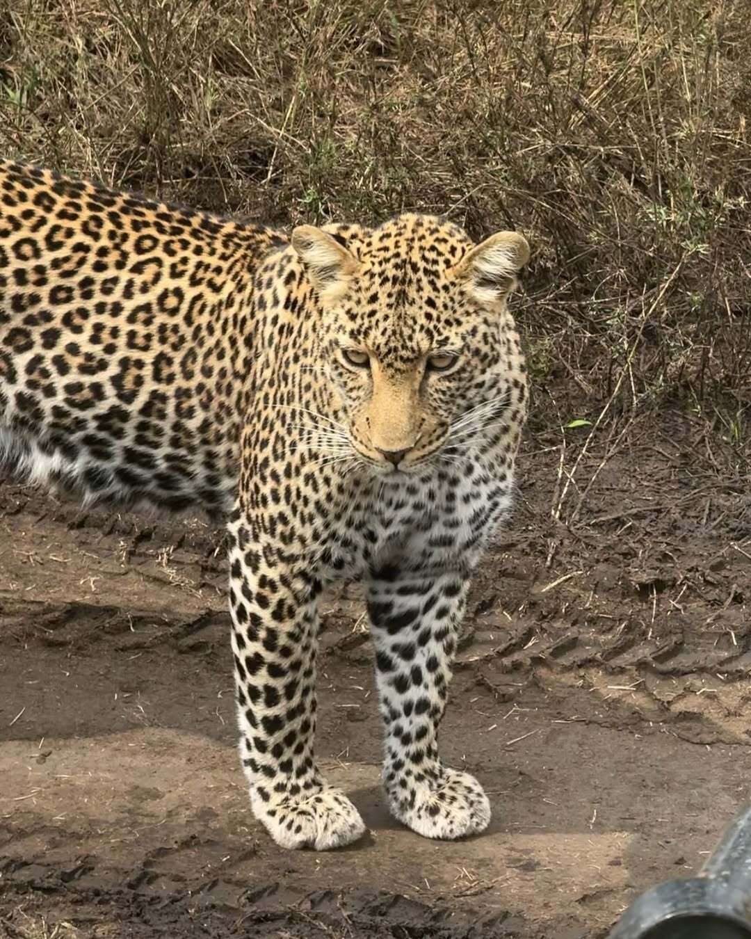 Hakuna Matata 6 d2923