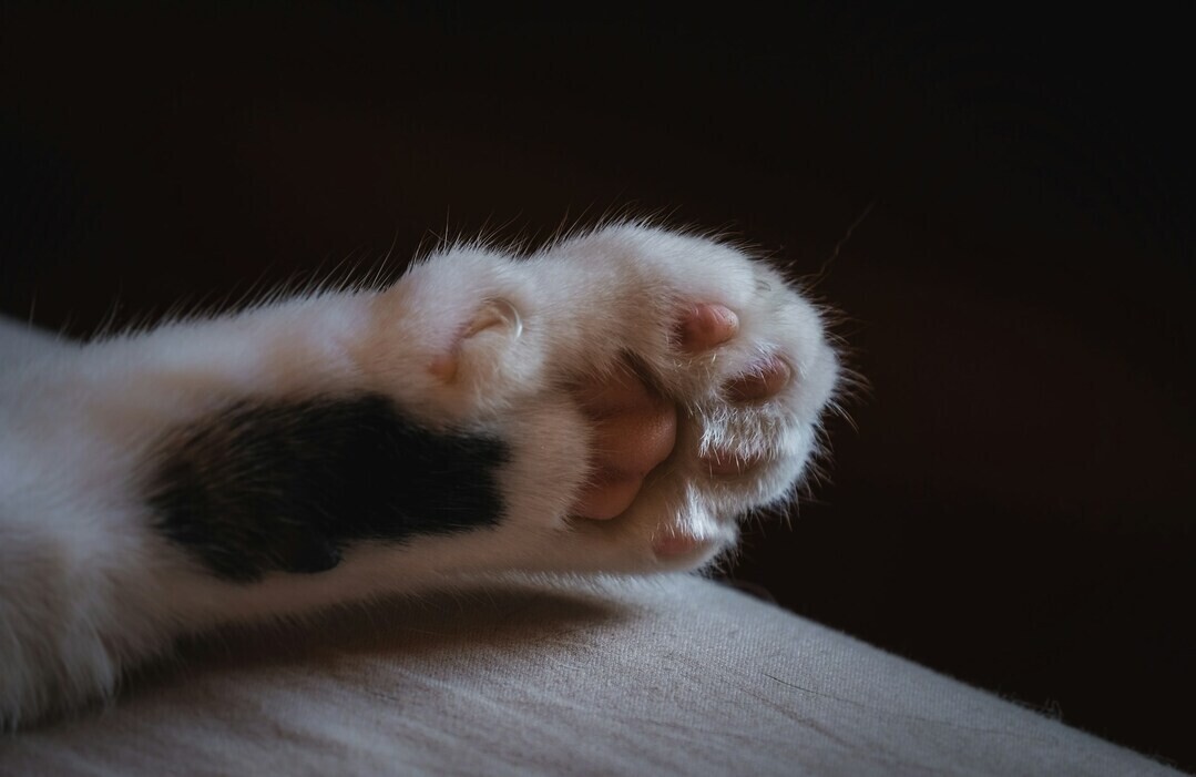 francesco ungaro cE3CG HzsHM unsplash 1 cddf4