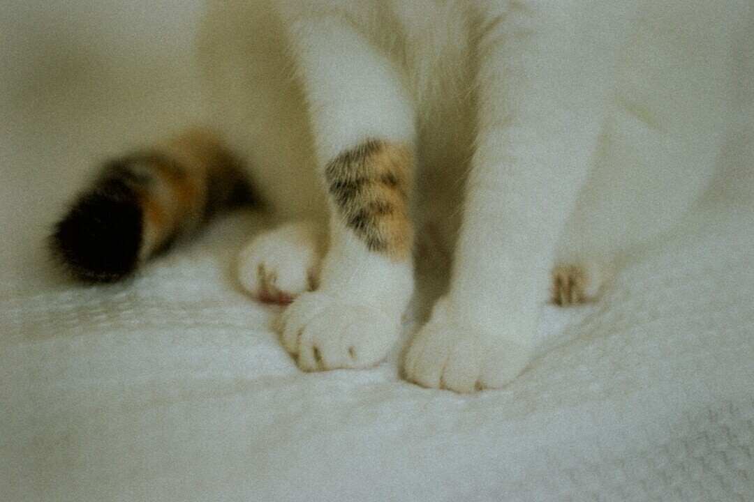 sophia ayame RljFbasfeYA unsplash 1 44d1b