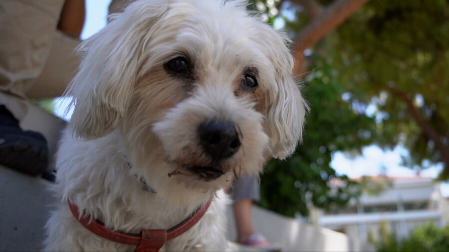 PET_STORIES_27.09_3_56e6c.jpeg