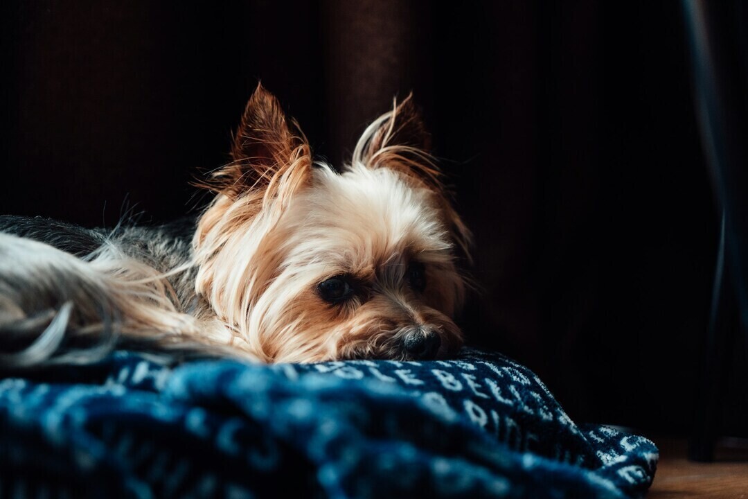 vitalii khodzinskyi fCHziiA086w unsplash 1 5aa84