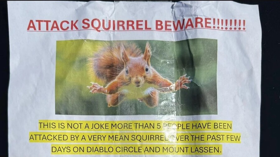 SAN_FRANSCISCO_SQUIRREL_f644e.jpg