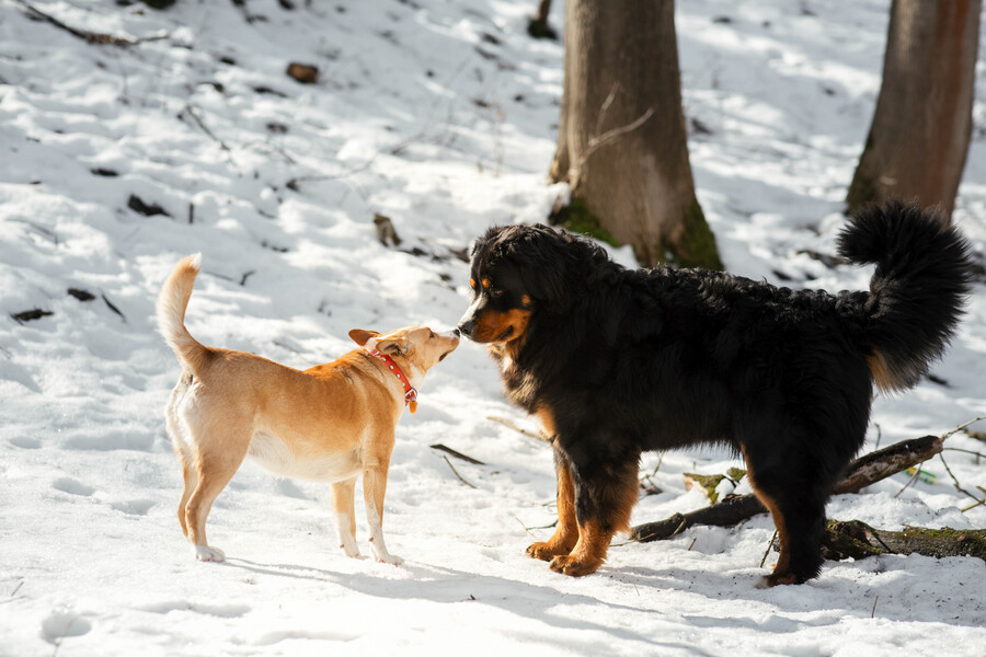 bernese-mountain-dog-plays-with-red-dog-snow-park_cbfd4.jpg