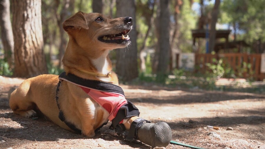 PET_STORIES_04.10_5_e2580.jpeg