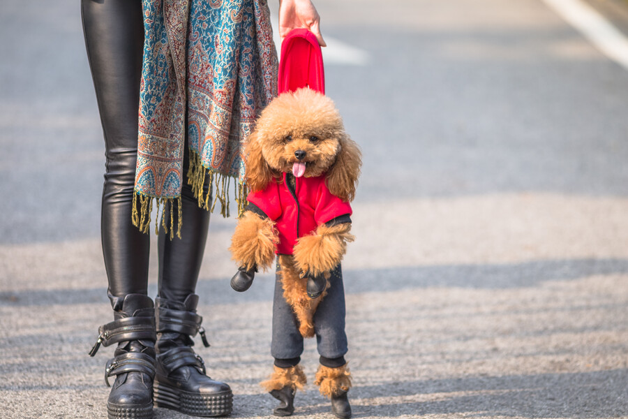toy-poodle-playing-with-its-female-master_c8c75.jpg