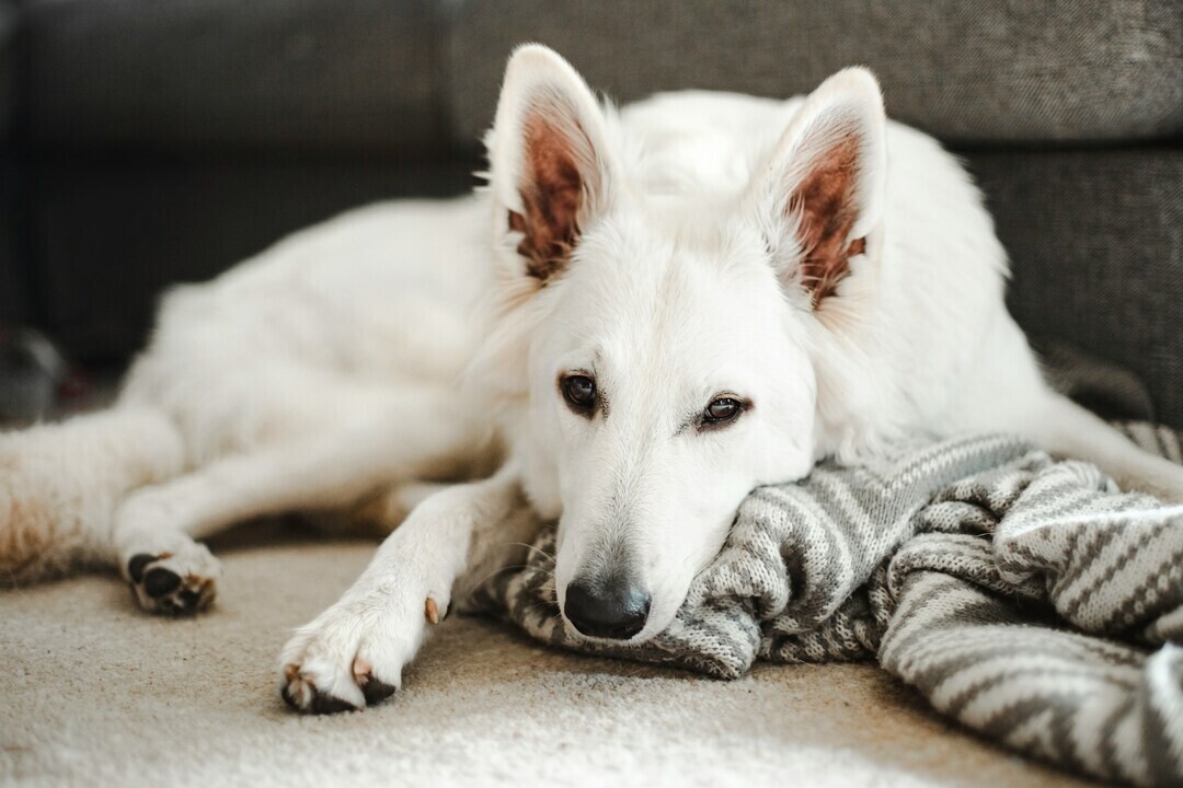 malin k uTkSTBYxKGE unsplash 1 70716