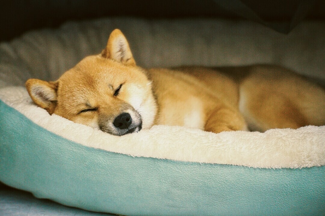 leon lyu E59FPSKOjY8 unsplash 1 c10e3