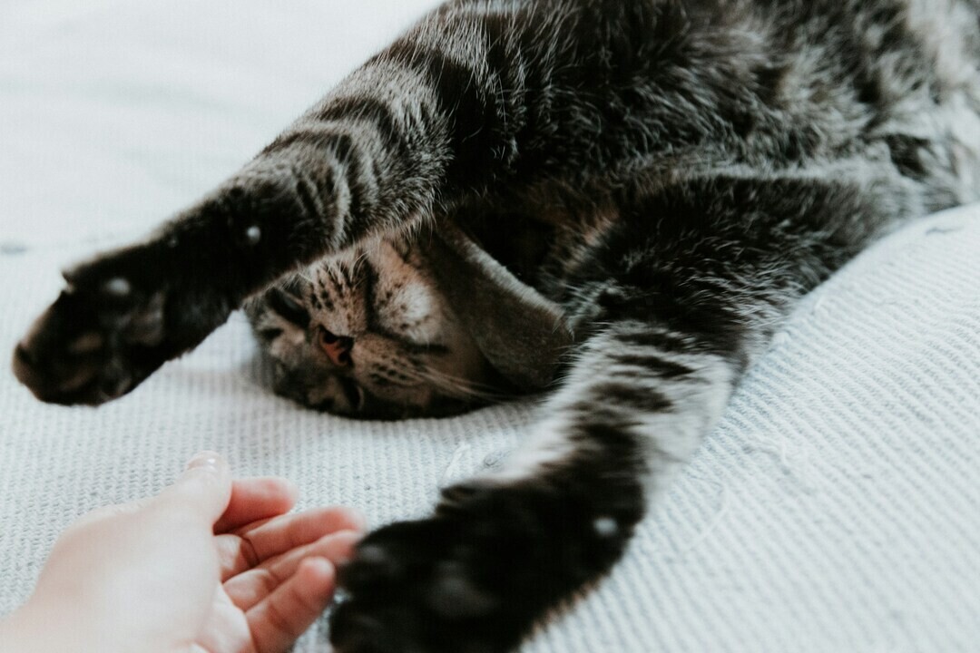 priscilla du preez JXKWOWGIK6Q unsplash 1 afd5f