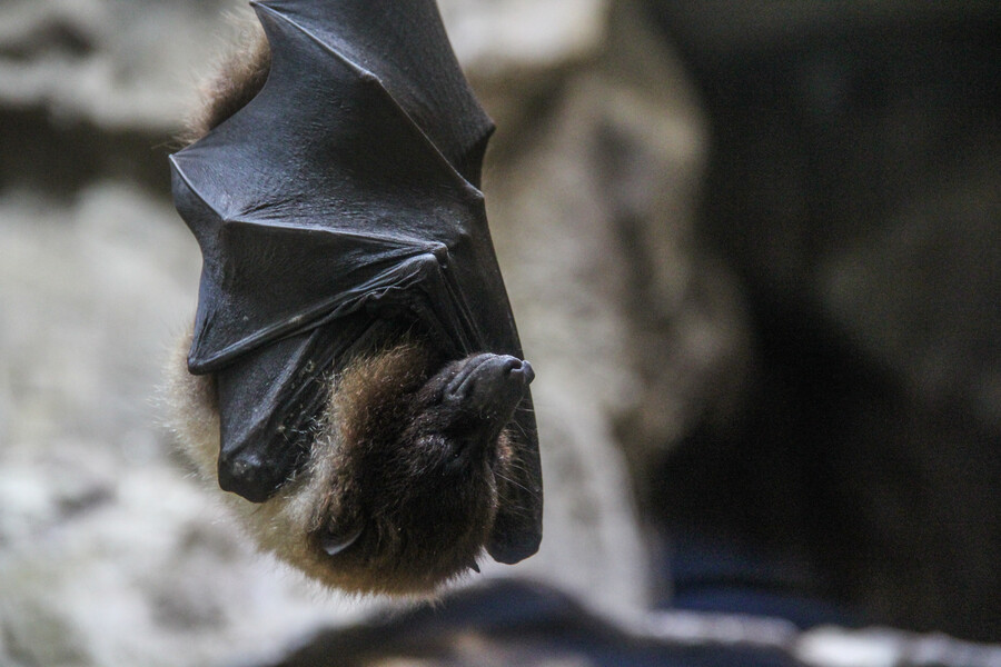 closeup-shot-sleeping-bat-wrapped-its-wings_86da1.jpg