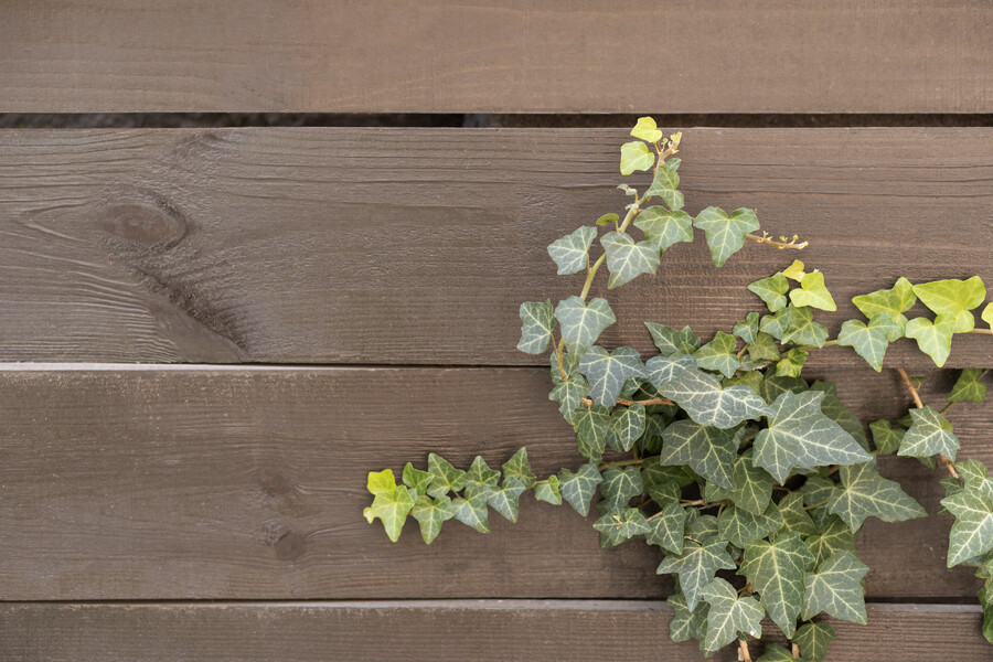 contrasting-outdoor-textures_e408f.jpg