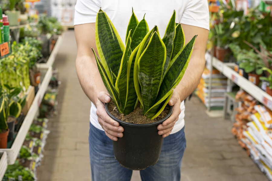 front-view-man-holding-elegant-house-plant_0d757.jpg