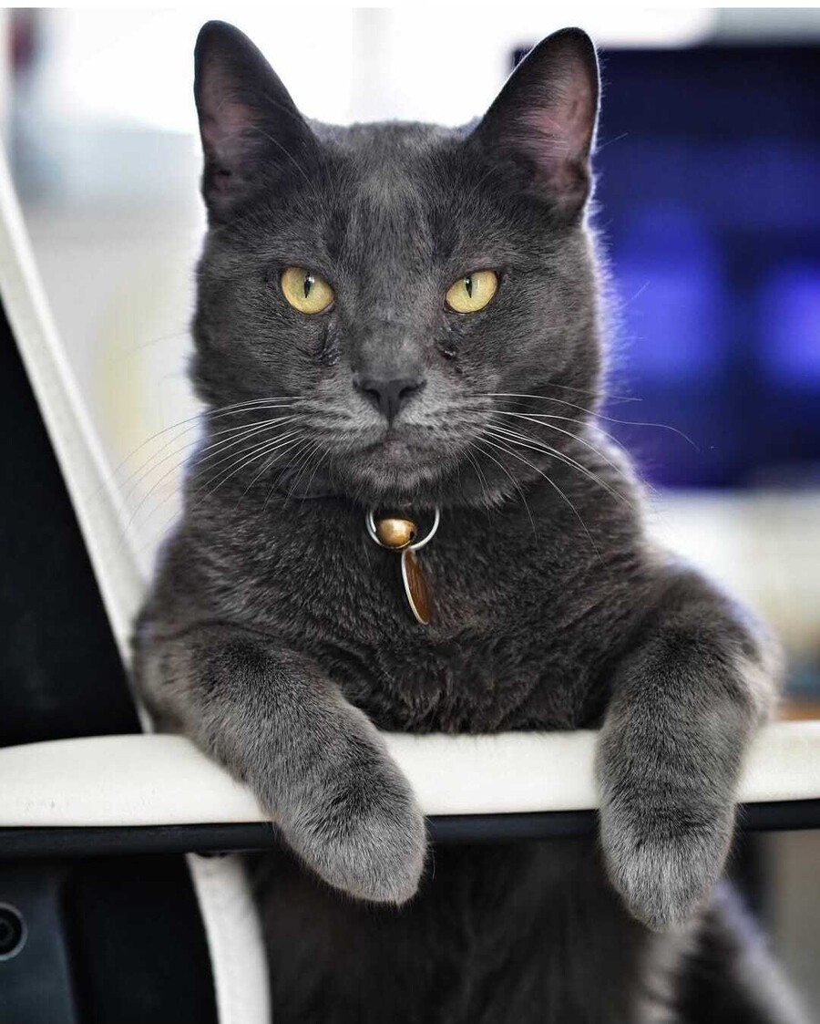 anna_maria_velli_aeroporika_gatos_2_605db.jpeg