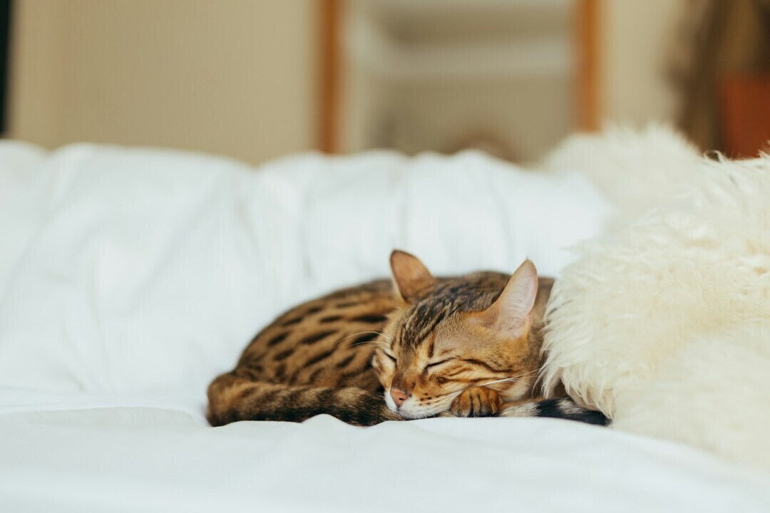 paul hanaoka LcAZcVWsCIo unsplash 1 29e5d