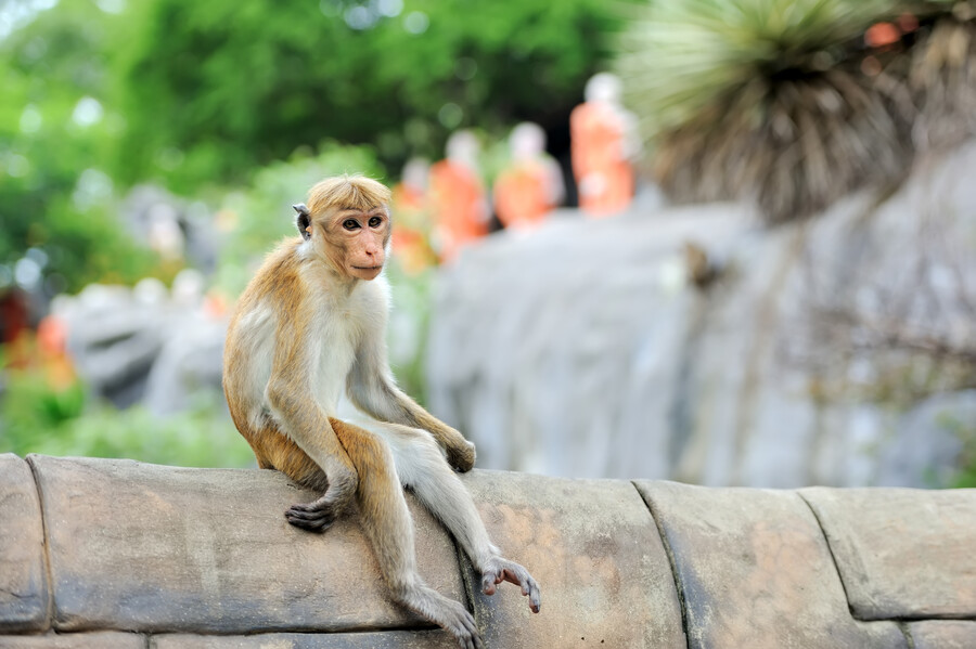 monkey-living-nature_1d195.jpg