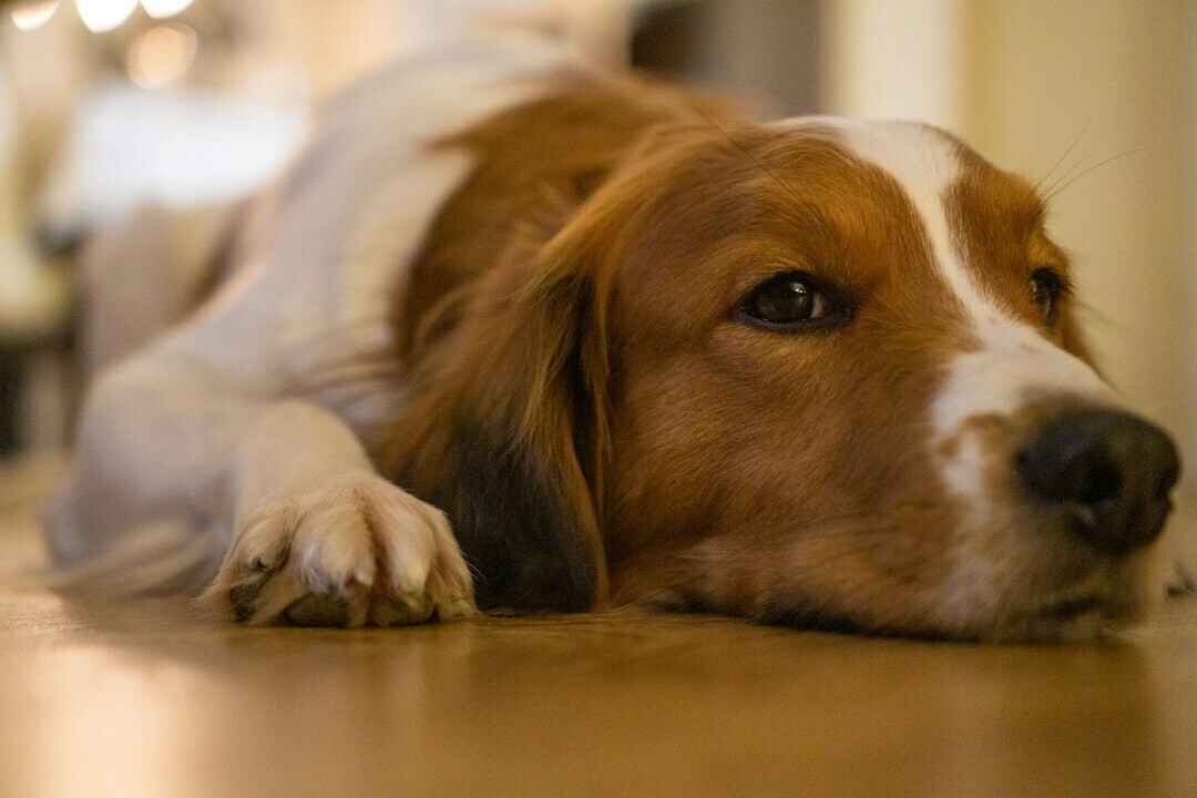 maurice dt 5MxFq1W01ao unsplash 1 7867d