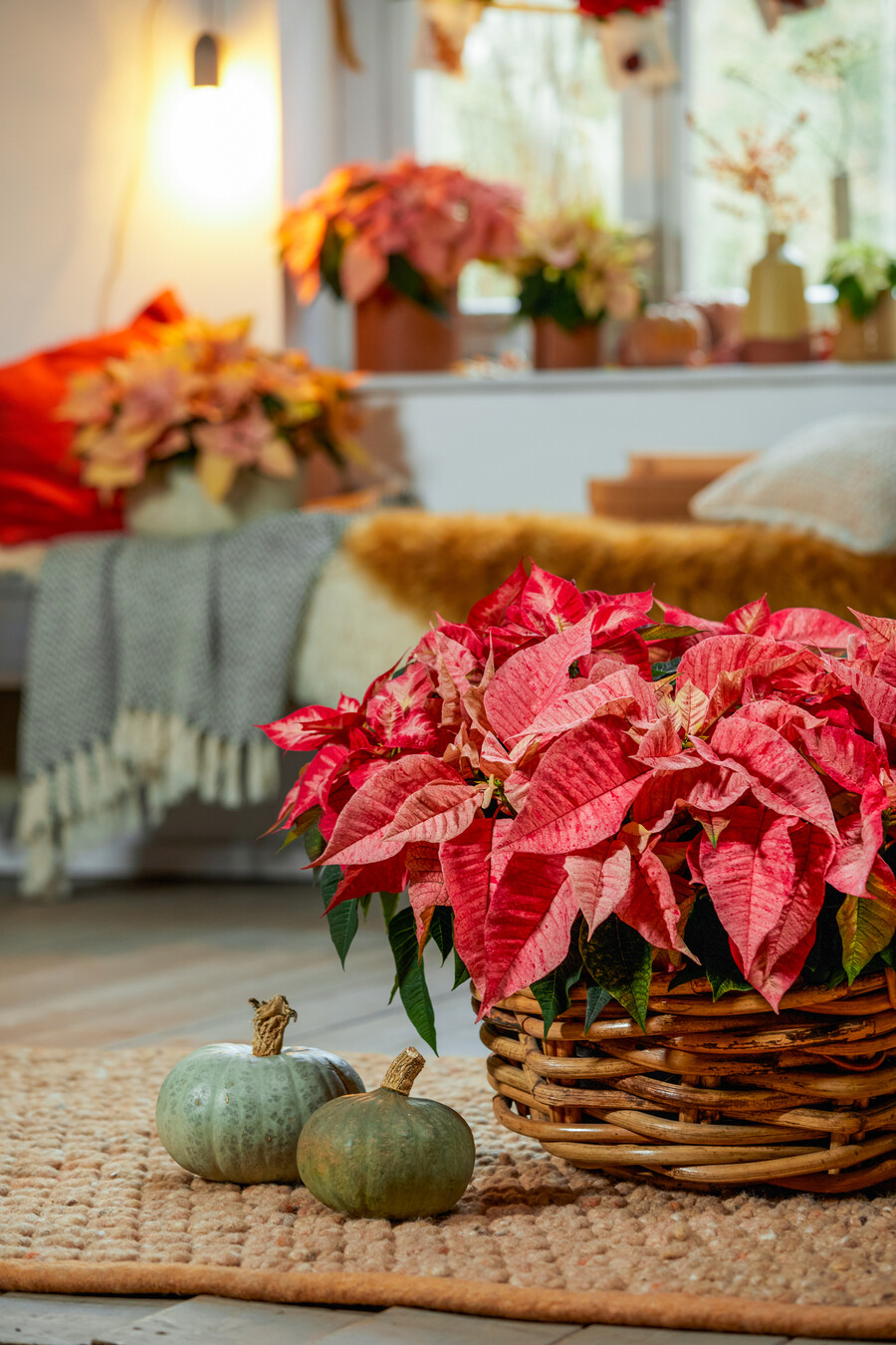 2022_poinsettia_01000_Cosy_Autumn_01_bbd4f.jpg