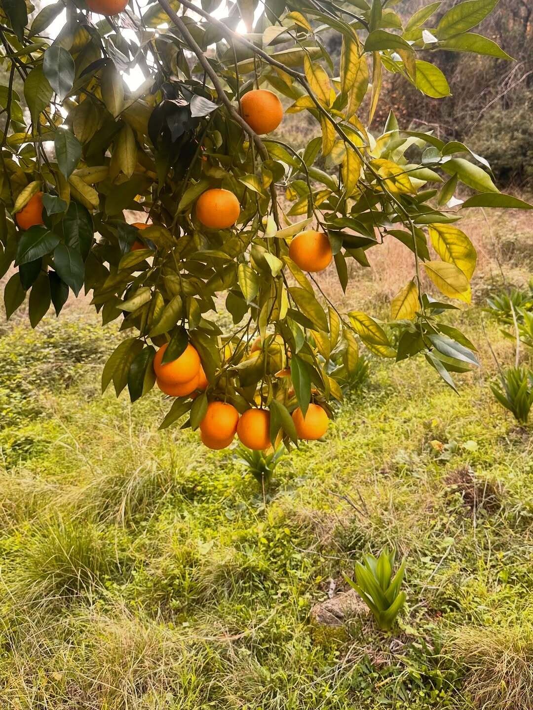 603896565 18413566426142437 2249048948510103404 n 1a93f