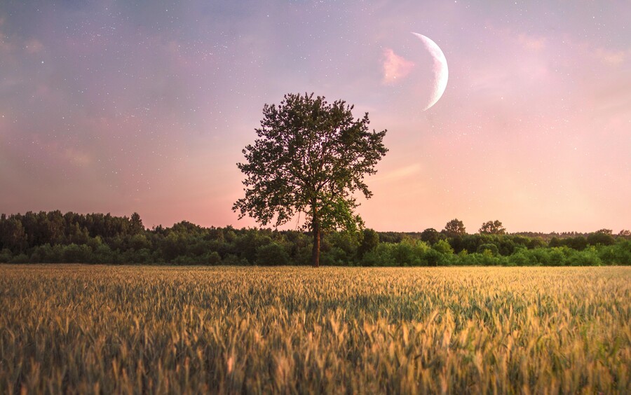 single-tree-field-moon-it_e71e0.jpg