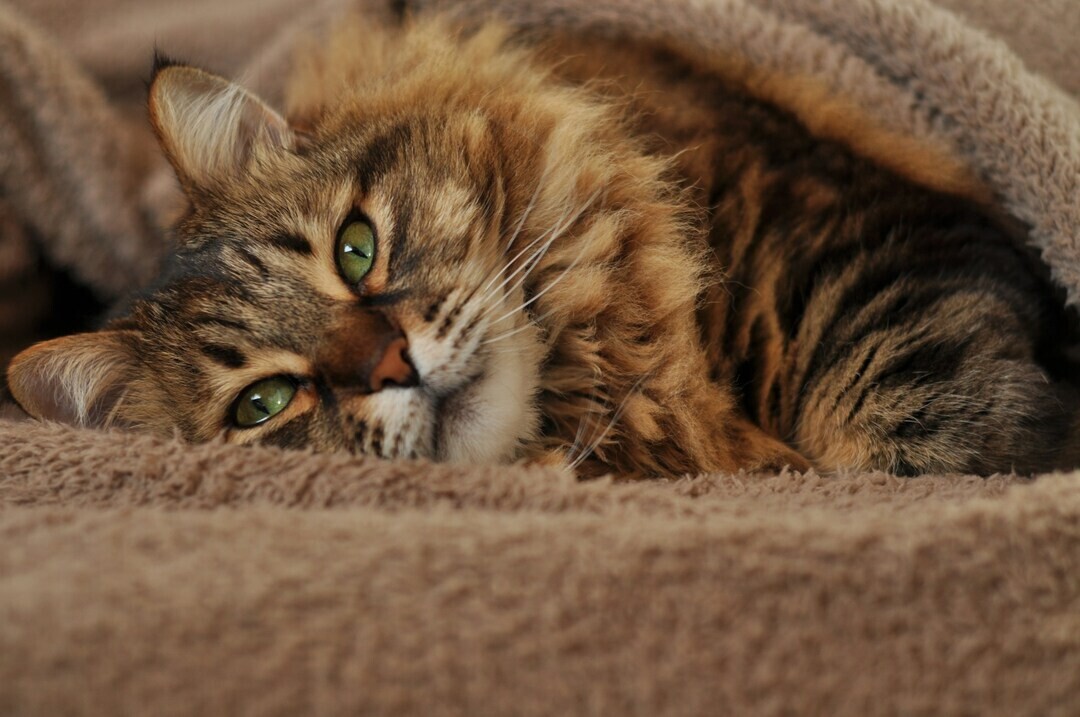 oksana lysenko ihmwZpH2zLk unsplash 1 8fae0