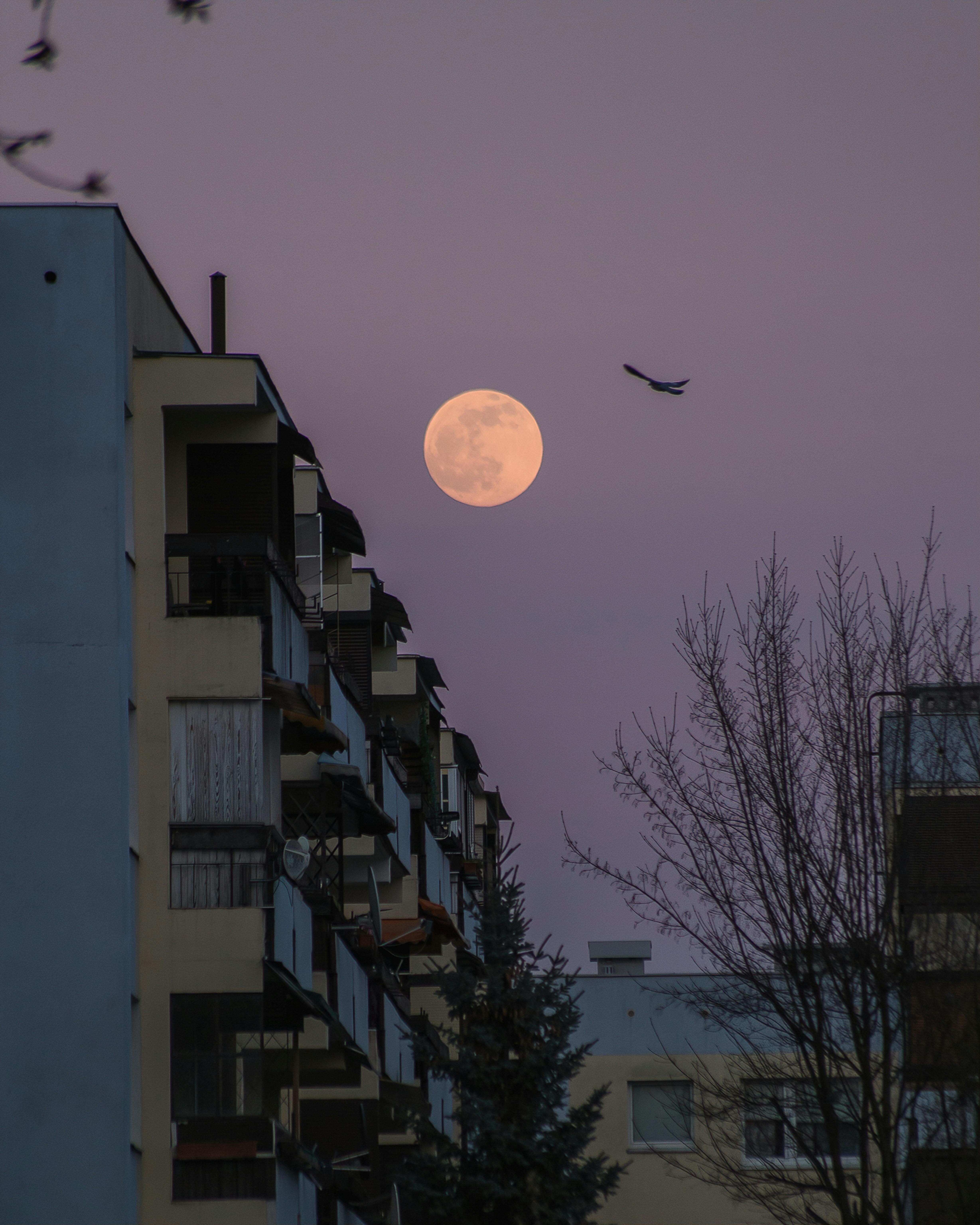 pexels jwvein 31555198 a3344