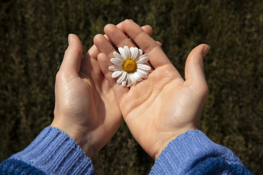 still-life-daisy-flowers_85c17.jpg