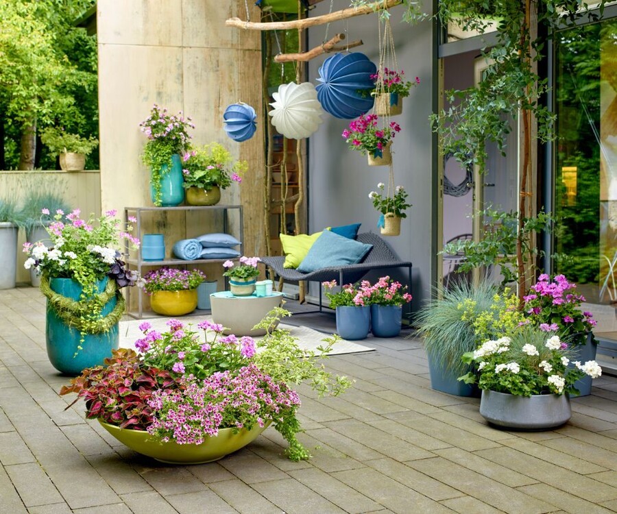 2022-geraniums-3000-summer-vibrance-30_dbd53.jpg