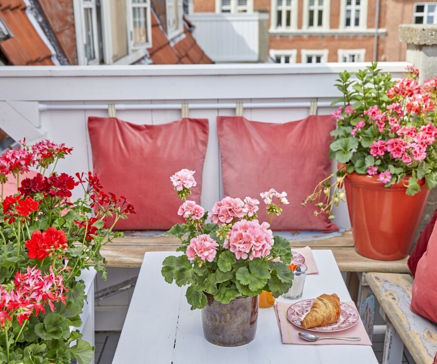 2022-geraniums-9000-floral-morning-moments-09_04072.jpg