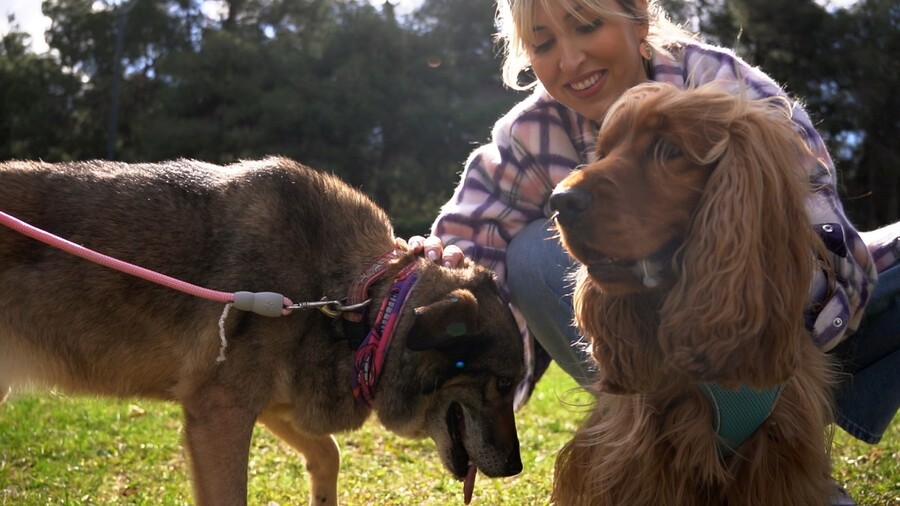 PET_STORIES_09.05_9_b9ee4.jpg