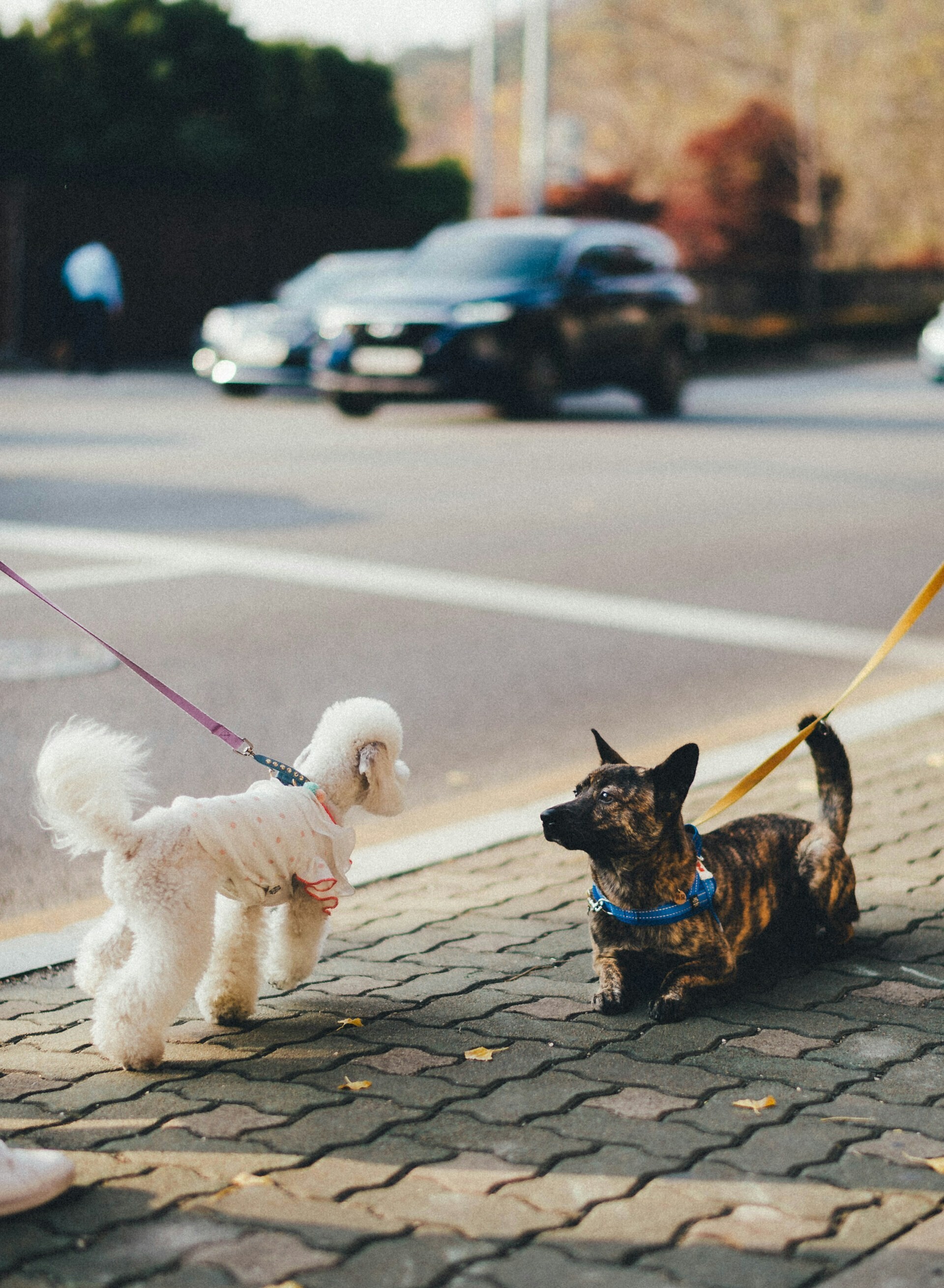 bundo kim NIKl5WwL RE unsplash 791fa