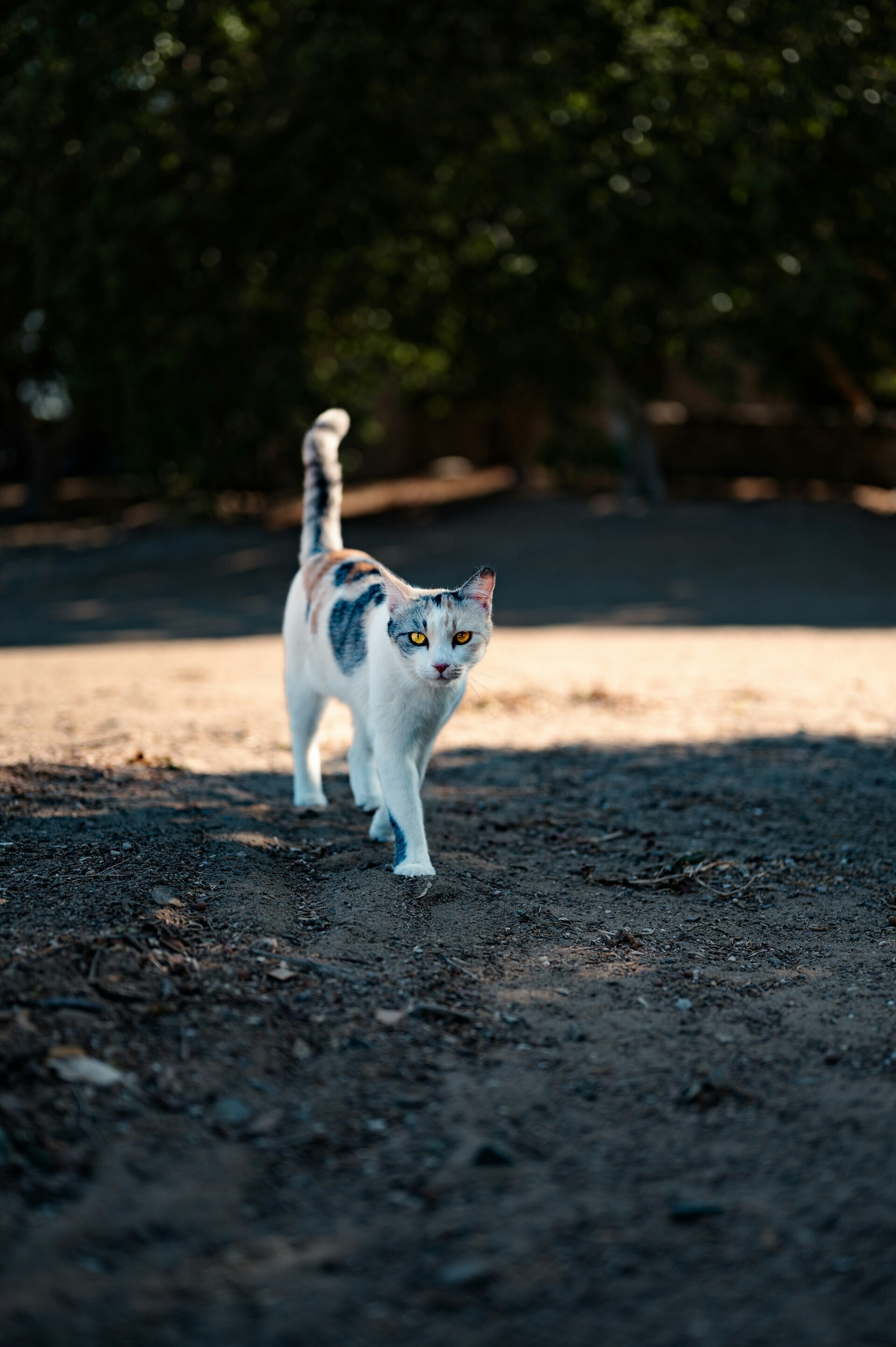 job vermeulen xZF6pSzs5y8 unsplash aa44f