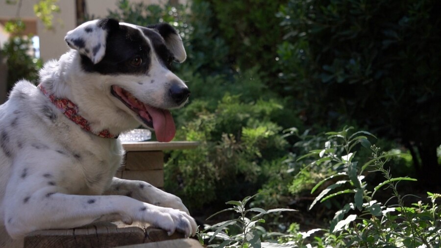PET_STORIES_16.05_10_10a17.jpg