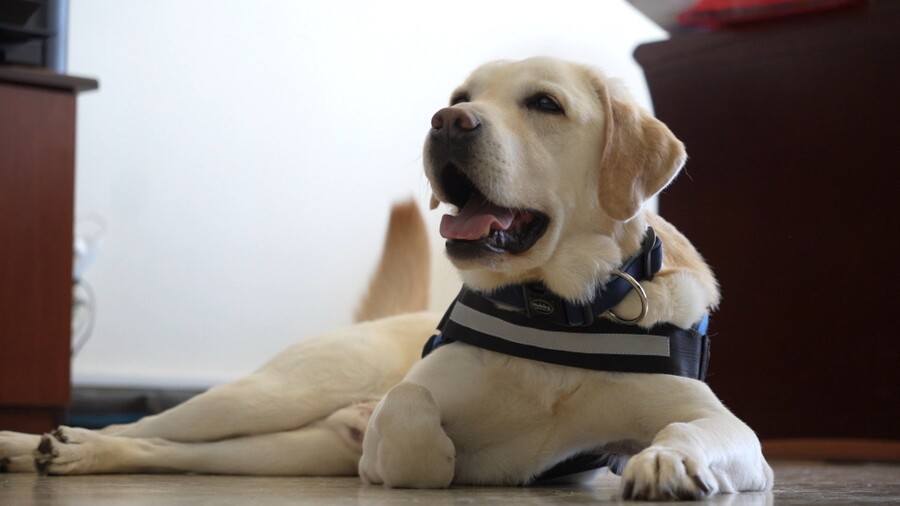 PET_STORIES_16.05_5_1d930.jpg