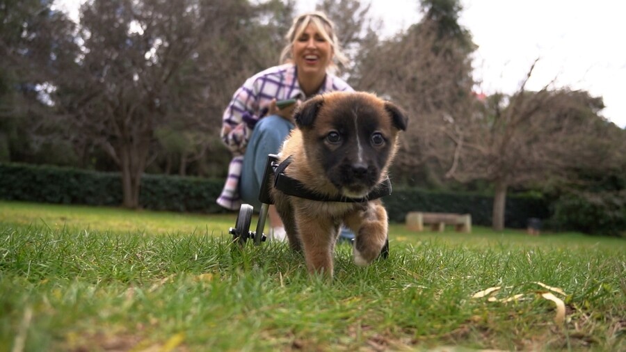 PET_STORIES_16.05_6_cbba5.jpg