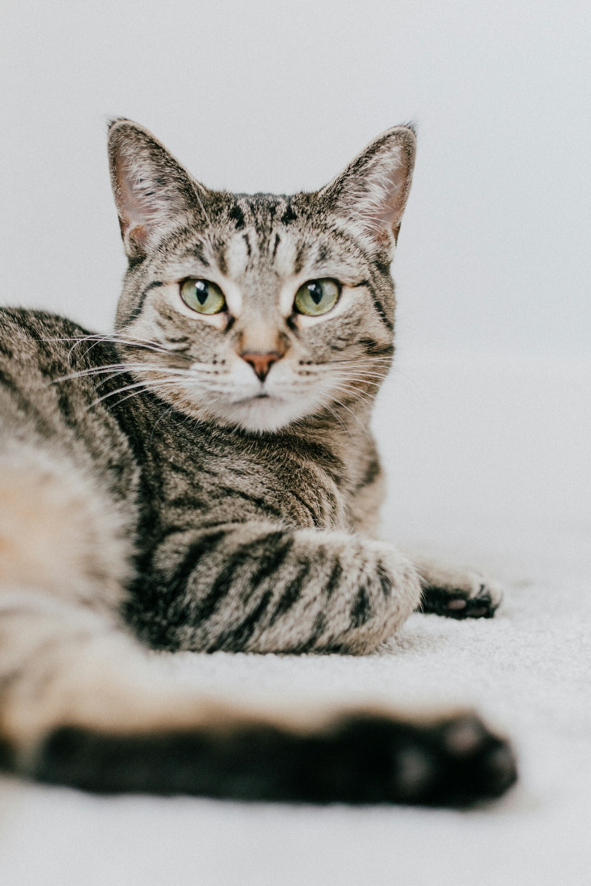 priscilla du preez D37 RTtkAjk unsplash fb6b3
