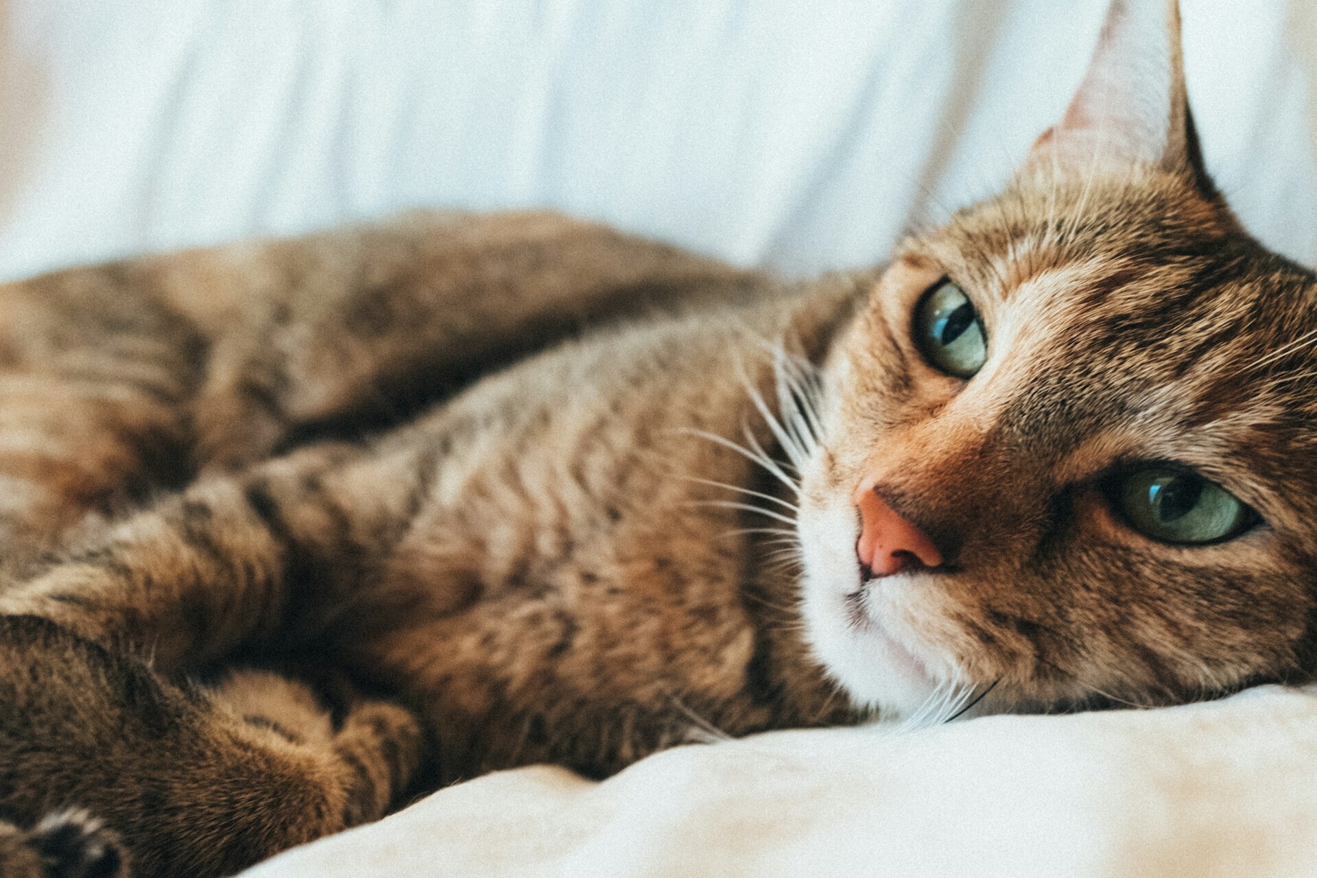 darwin vegher UO mqNDmaek unsplash 66cb0