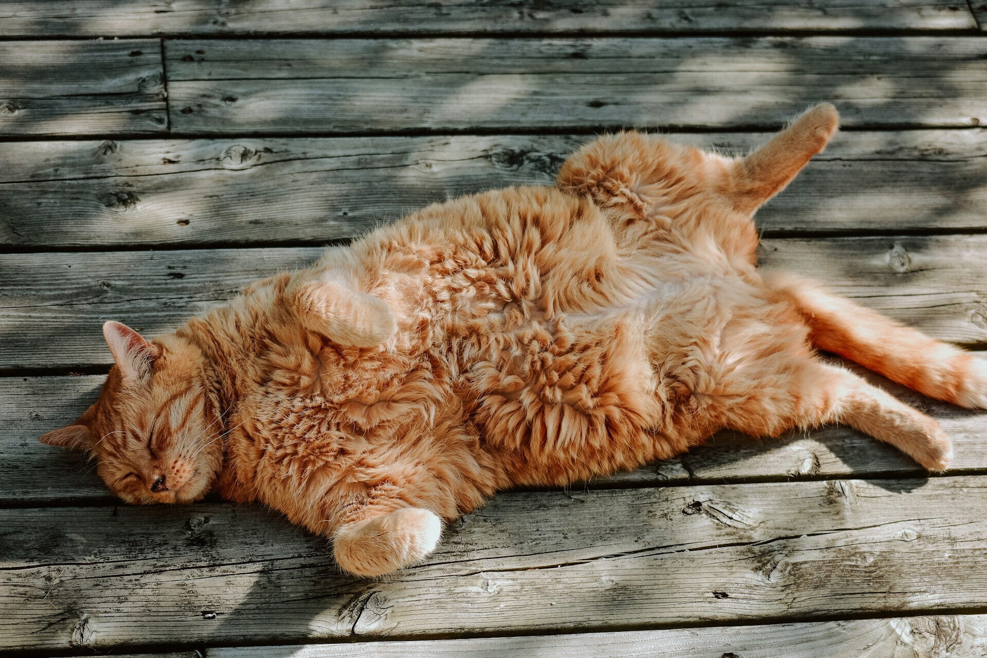 jacalyn beales CKsDMYPDgCs unsplash 78c10