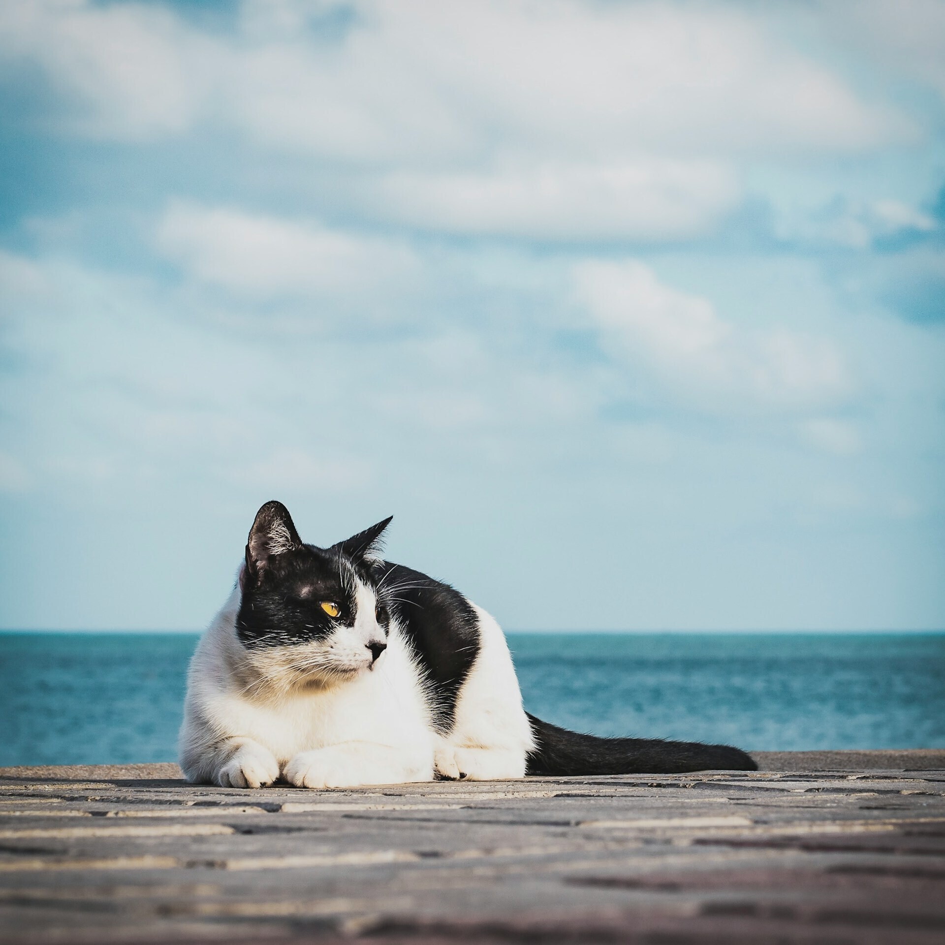 maicol santos JI7aL1aMLHc unsplash 0793f