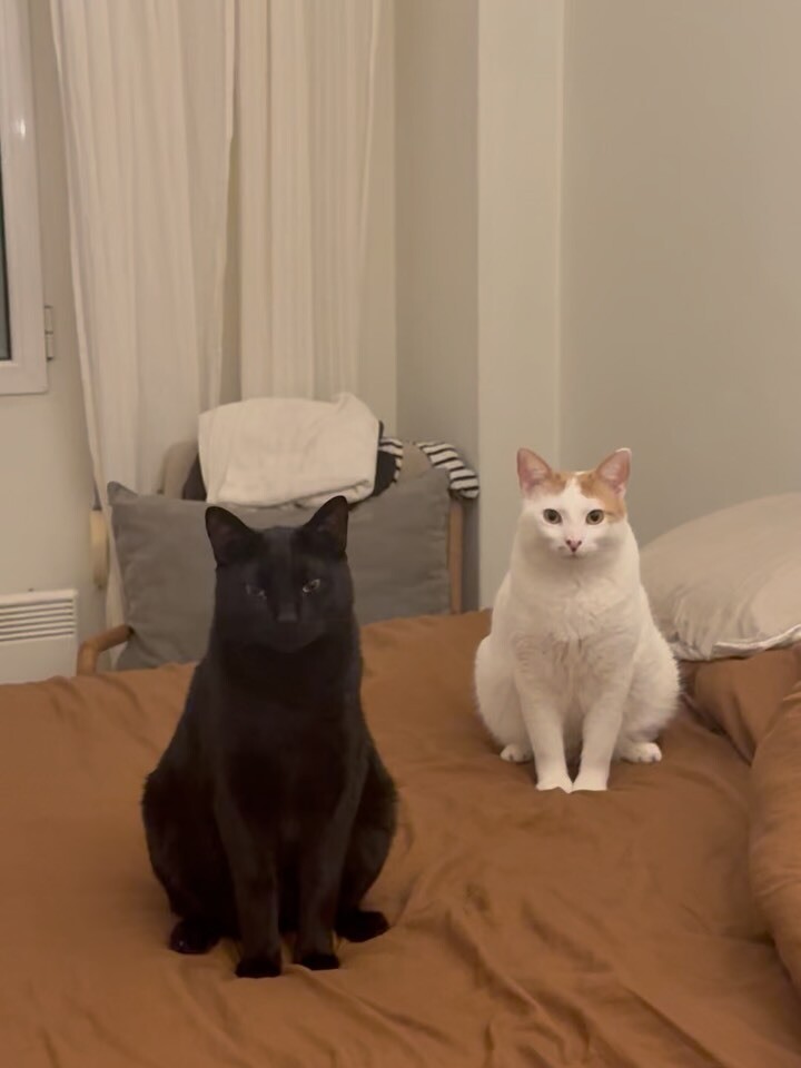 EXINTAVELWNI_KAI_GATI_4_fab25.jpg