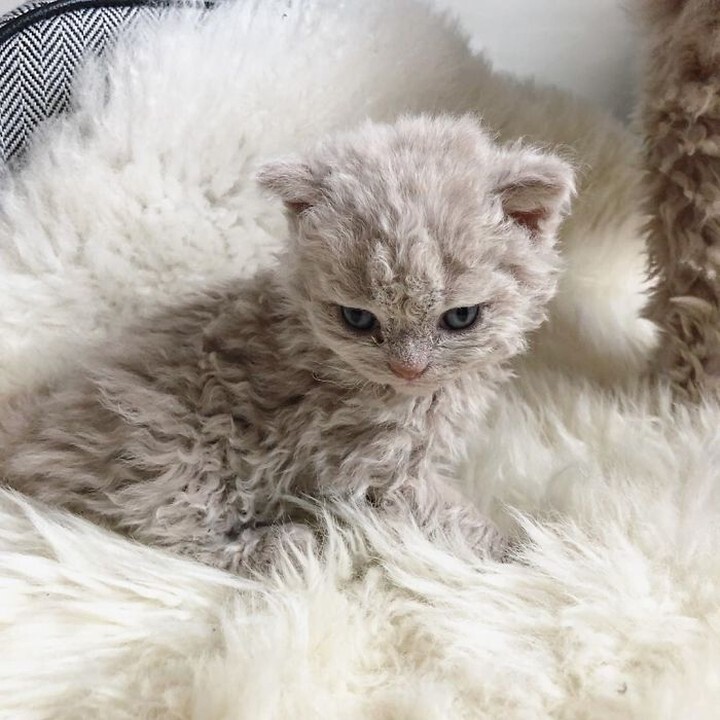 Selkirk_Rex_gata_2_8c165.jpg
