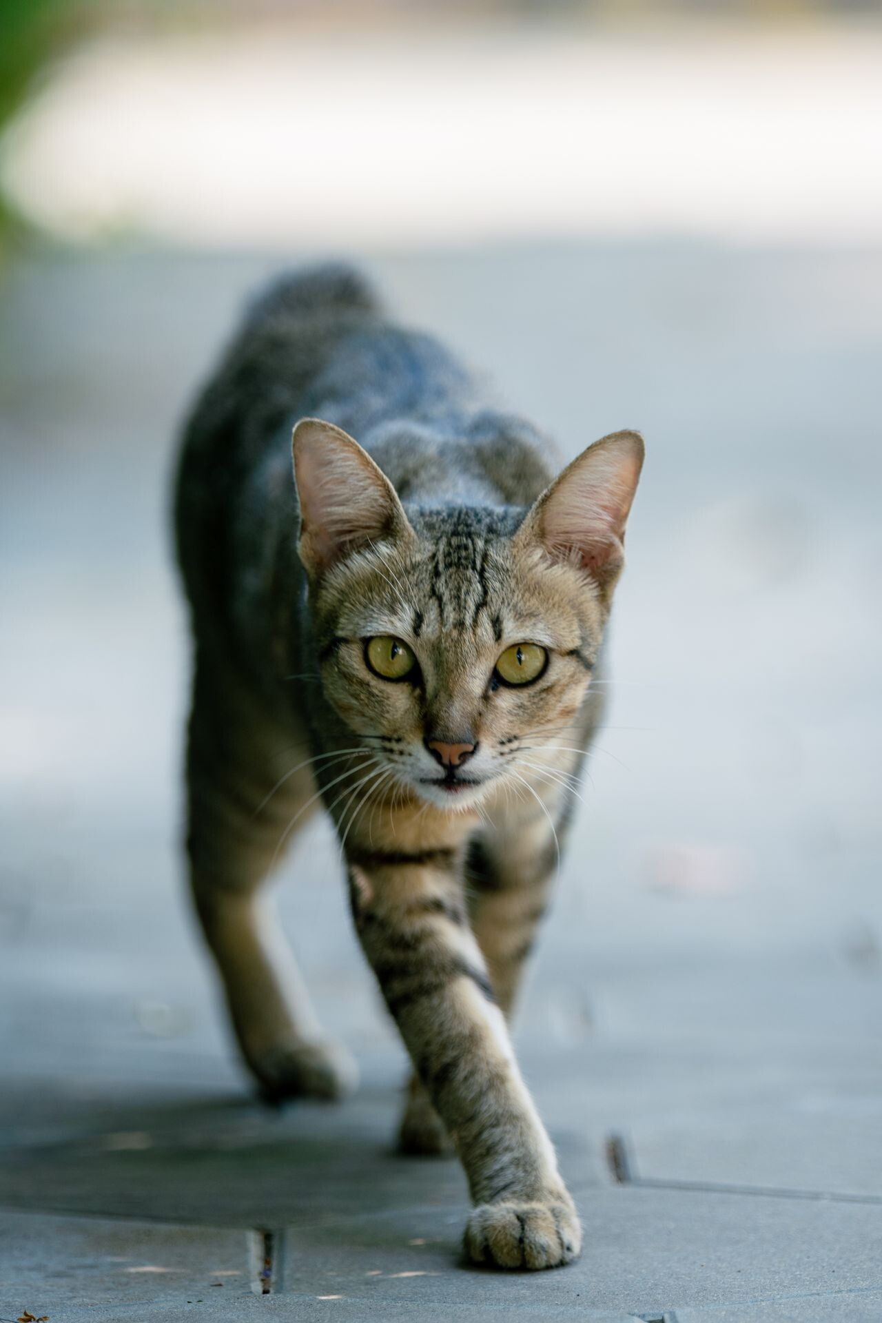 pexels saretsayon 37217687 b0720