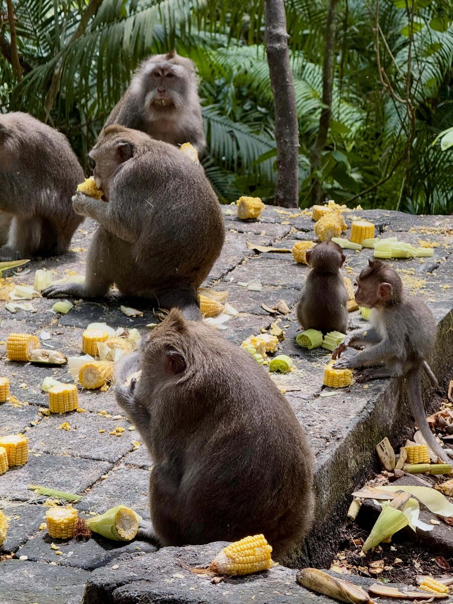 apostolia_zwi_ubud_maimoudes_1_c9578.jpg